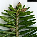 SpeciesSub: subsp. yulongxueshanensis